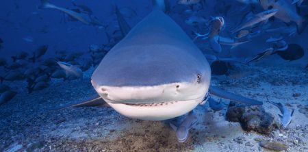 ADOPT A BULL SHARK, SUCCESS – THANK YOU!