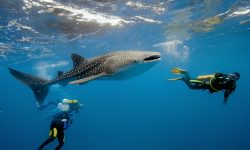 HOSPITALITY GROUPS JOIN SHARK CONSERVATION