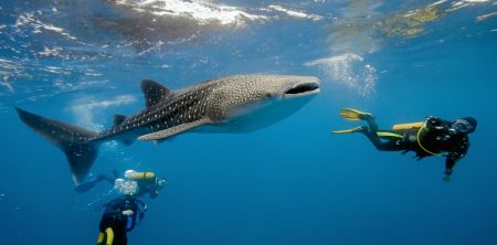 HOSPITALITY GROUPS JOIN SHARK CONSERVATION