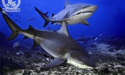 LAST WEEK TO ‘ADOPT A BULL SHARK’ AND WIN A WEEK OF DIVING, FIJI