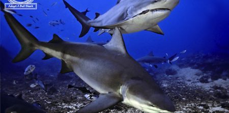 LAST WEEK TO ‘ADOPT A BULL SHARK’ AND WIN A WEEK OF DIVING, FIJI