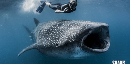 SHARK SAVERS JOINS WILDAID