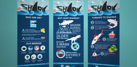 Shark 101 (Presentation)