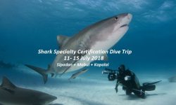Shark Specialty Certification Dive Trip